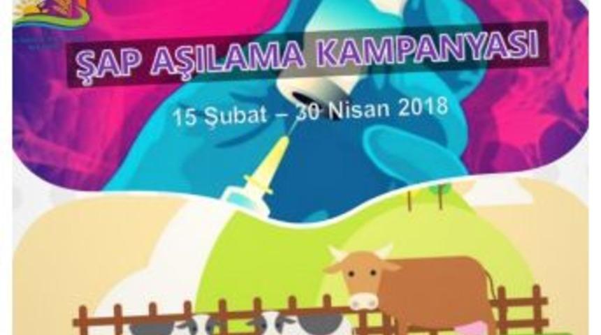 Van&rsquo;da Şap Aşılama Kampanyasında Y&uuml;zde100 Başarı