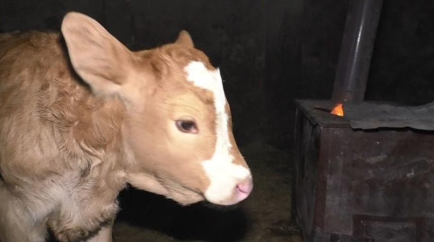 Buzağılar İ&ccedil;in Ahıra Soba Kurdular