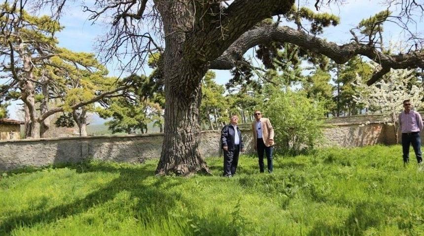 Vali Nayir, 5 Asırlık Meşe Ağacını İnceledi