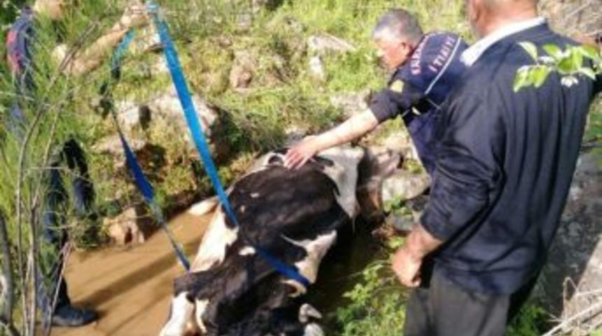 Dereye D&uuml;şen İnek 3 Saatlik Operasyonla Kurtarıldı