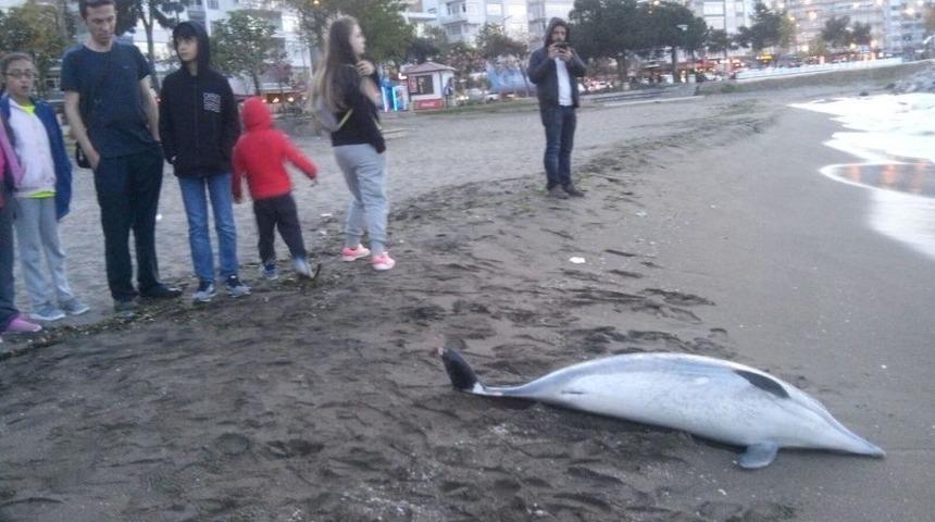 Yılmaz: &ldquo;yunus &Ouml;l&uuml;mleri Balık&ccedil;ı Ağlarından Kaynaklanıyor&rdquo;