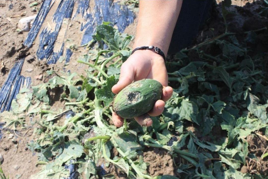 Şiddetli Yağış Ve Dolu &Uuml;reticileri Vurdu