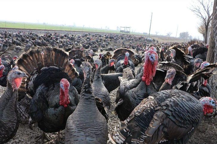 Kahramanmaraş’ta Yılbaşı Hindileri Hazır G2