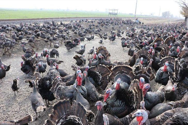 Kahramanmaraş’ta Yılbaşı Hindileri Hazır G3