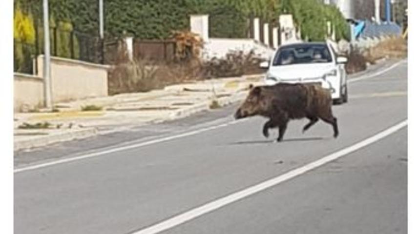 İzmir&rsquo;de Yaban Domuzları Şehre İndi