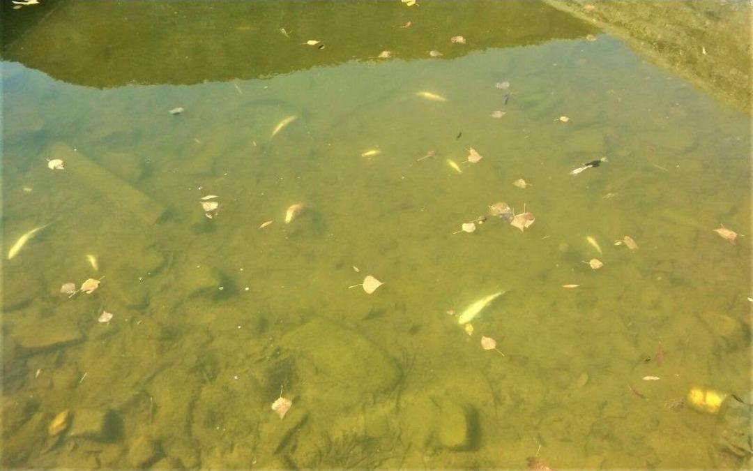 Kanallarda Korkutan Balık &Ouml;l&uuml;mleri