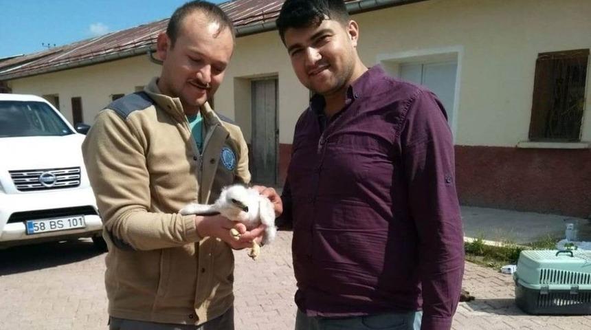 Sivas&rsquo;ta Ka&ccedil;ak&ccedil;ılardan Kurtarılan Yavru Kartal Şanlıurfa&rsquo;da Koruma Altına Alındı