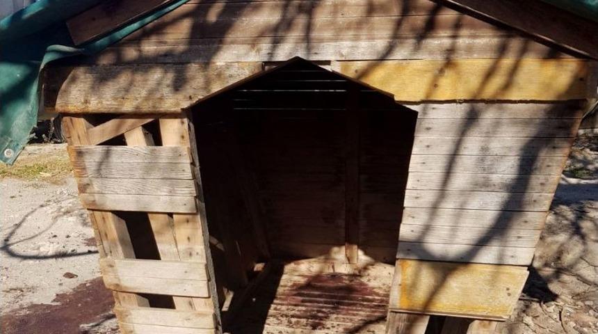 &Ccedil;eşme&rsquo;de, 3 K&ouml;peği &Ouml;ld&uuml;r&uuml;p Birini De Yaraladılar