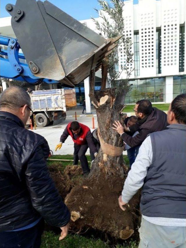 (özel Haber) 300 Yıllık Zeytin Ağaçları Odun Olmaktan Son Anda Kurtuldu