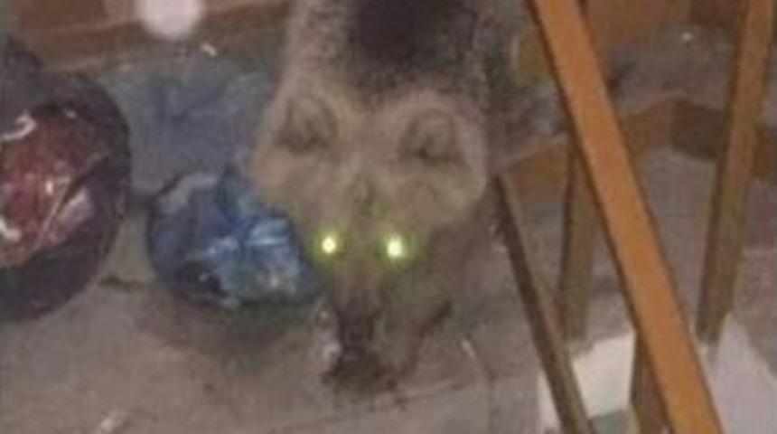 A&ccedil; Kalan Boz Ayı Binaya Girdi