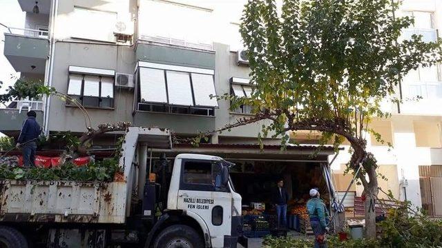 Nazilli’de Ağaçlar Bakıma Alındı