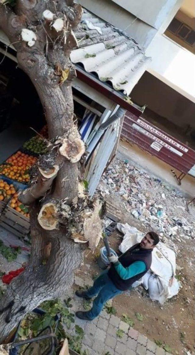 Nazilli’de Ağaçlar Bakıma Alındı