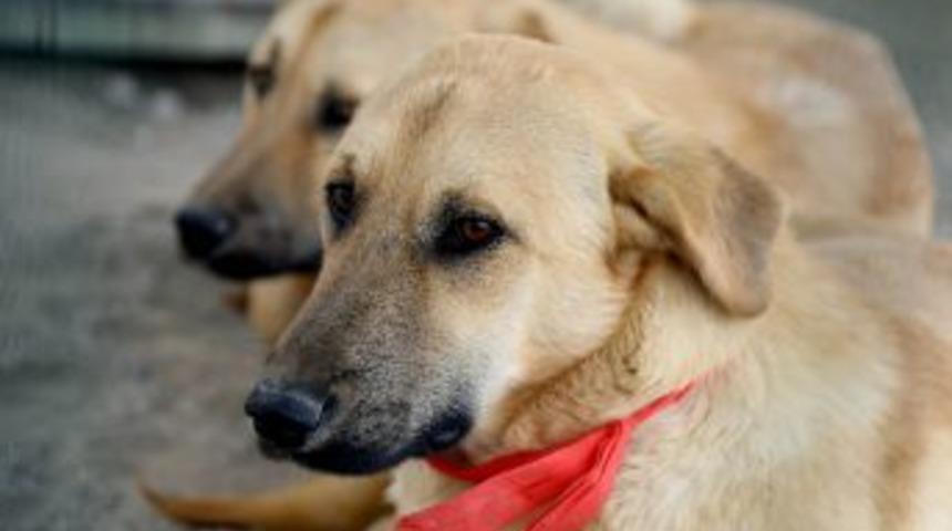 Bin 177 Hayvan Sahipleri Tarafından Barınağa Bırakıldı