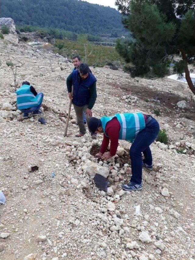 Denetimli Serbestlik Yükümlüleri Fidan Dikti