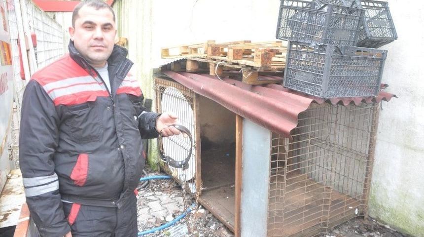 Köpeğini Bulana Para Ödülü Verecek