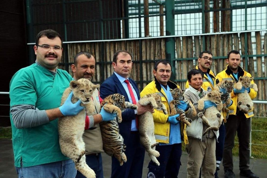 Anadolu Harikalar Diyarı&rsquo;ndaki Hayvanat Bah&ccedil;esi&rsquo;nde D&ouml;rt Aslan Ve &Uuml;&ccedil; Kaplan Yavrusu D&uuml;nyaya Geldi