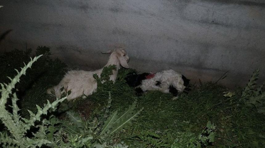 Sokak K&ouml;pekleri Saldırdı 3 Oğlak Telef Oldu