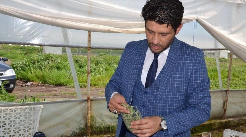 (&ouml;zel Haber) En Sağlıklı Şeker "stevia"