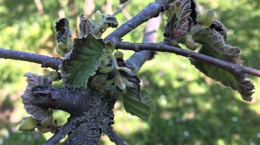 Fındık Bahçelerindeki Yeni Tehlikenin Ne Olduğu Açıklandı: “bakteriyel Yanıklık Hastalığı”