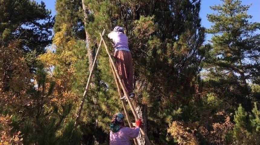 Kütahya’da Ehrami Karaçam Üretimi İçin Köylüler Kozalak Topladı