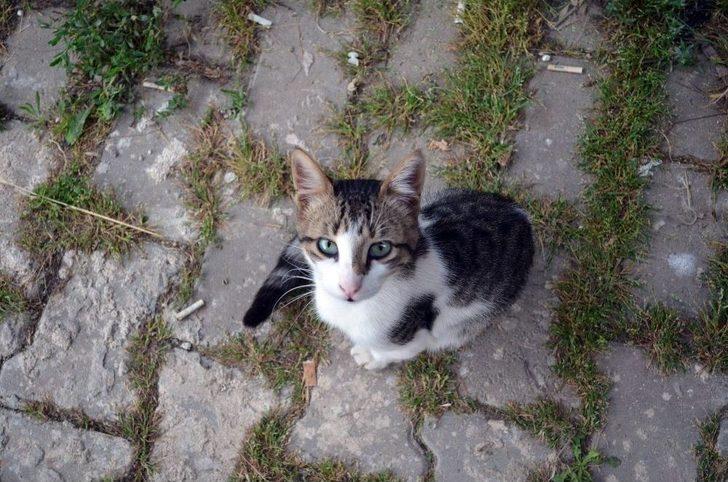 (özel) Mahalleyi Hayvanat Bahçesine, Evini Kliniğe Çevirdi G1