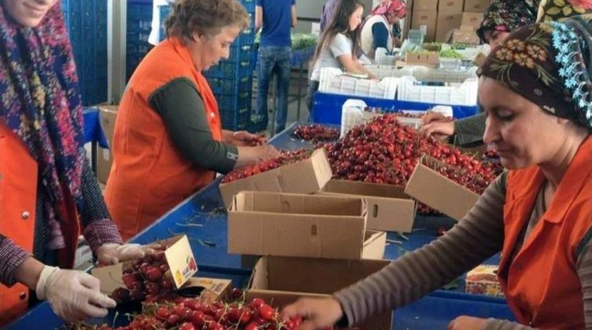 Kiraz 25 G&uuml;n Erken Olgunlaştı Fiyatlar Dalgalandı