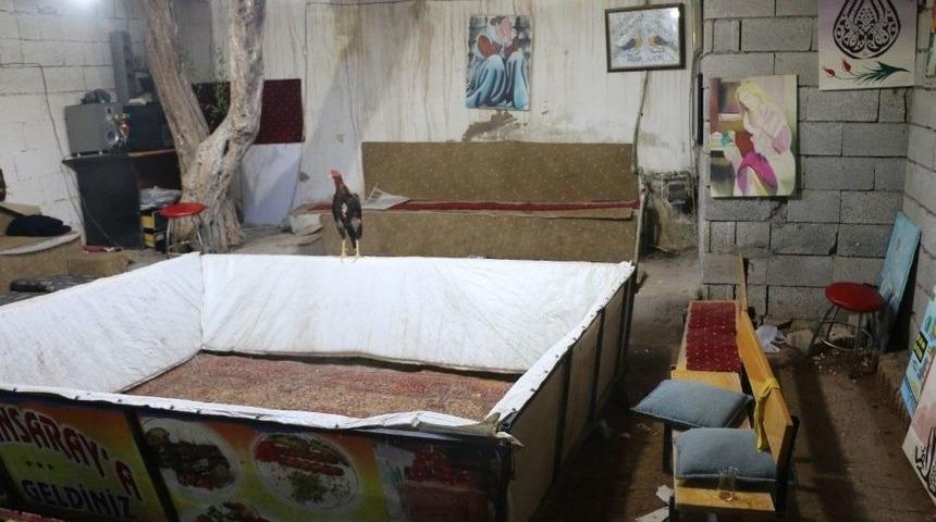 Mardin&rsquo;de Horoz D&ouml;v&uuml;ş&ccedil;&uuml;lerine Operasyon