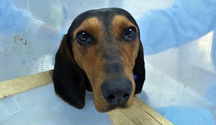 (özel) Ameliyatla Hayata Tutunan Sevimli Av Köpeği Sahibini Bekliyor G1