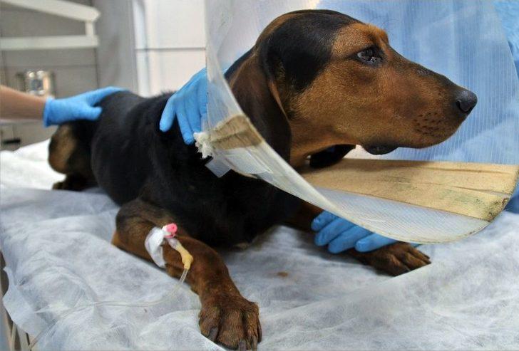 (özel) Ameliyatla Hayata Tutunan Sevimli Av Köpeği Sahibini Bekliyor G3