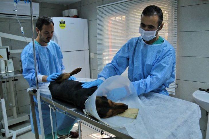 (özel) Ameliyatla Hayata Tutunan Sevimli Av Köpeği Sahibini Bekliyor G4