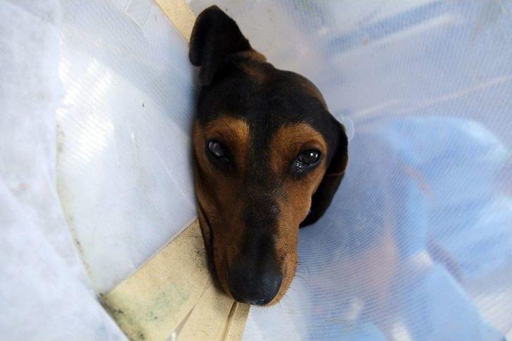 (özel) Ameliyatla Hayata Tutunan Sevimli Av Köpeği Sahibini Bekliyor G5