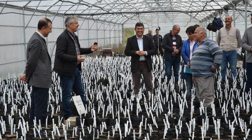 Mersin&rsquo;de 16 Milyon 750 Bin Fidan &Uuml;retildi