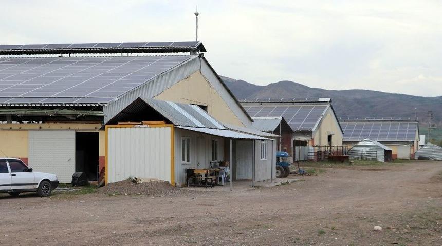 Ahırlarda Elektrik Üretiyorlar