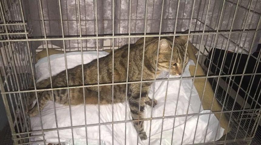 Şehir Magandasının Vurduğu Kedi Sakat Kaldı