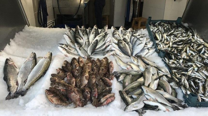 Dışı Zehirli Tadı Lezzetli