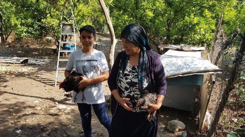 Yeni Keşfettiği Tavuk Irkına Annesinin Adını Verdi