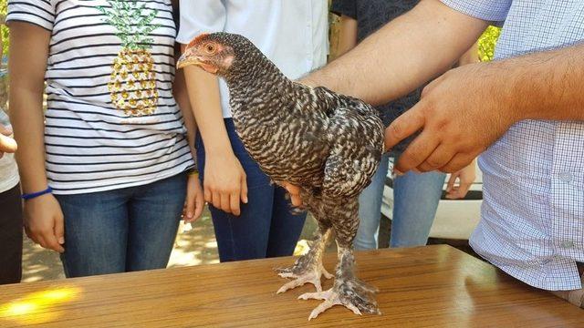 Yeni Keşfettiği Tavuk Irkına Annesinin Adını Verdi