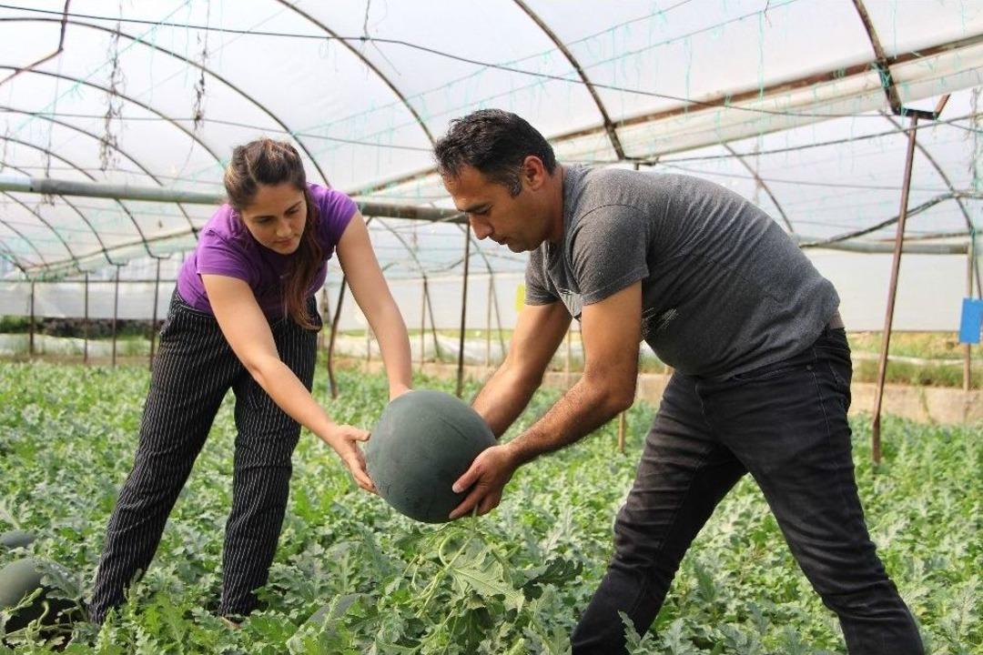 Seralarda Karpuz Bereketi