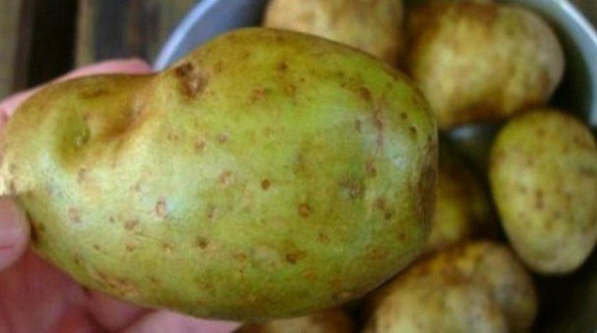 Eğer Aldığınız Patatesler Böyle Görünüyorsa Hemen Atın!