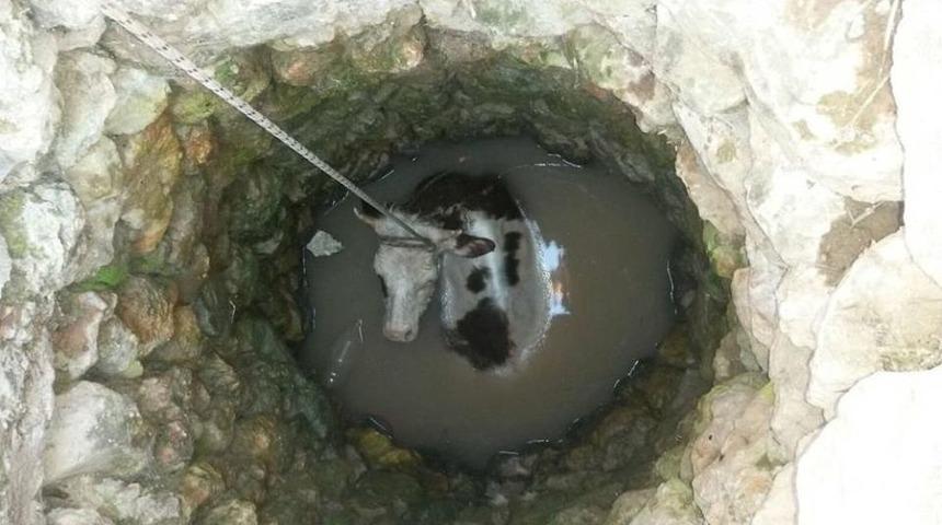 Su Kuyusuna D&uuml;şen İnek Kurtarıldı