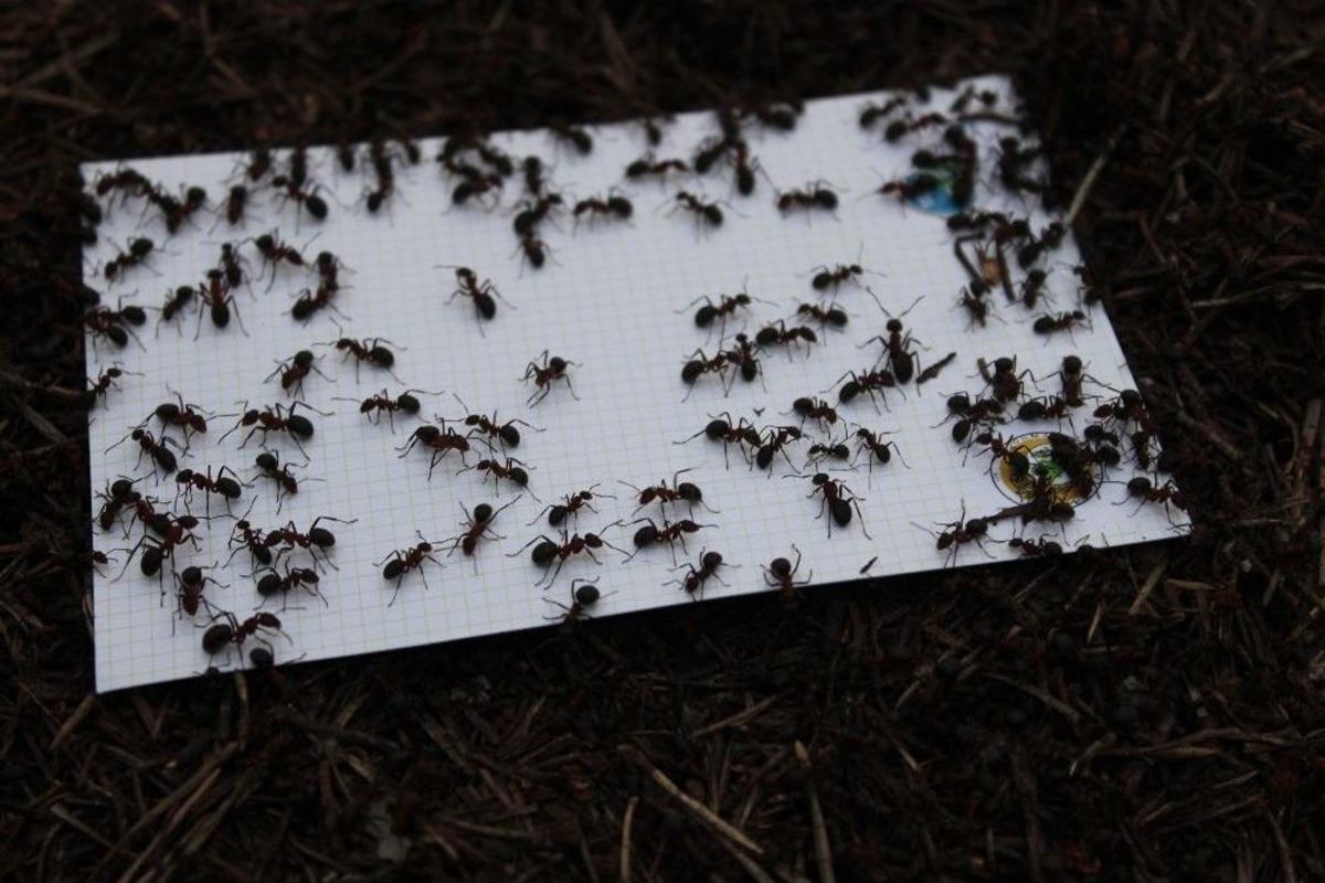 B&ouml;cek Kovucular G&ouml;reve Başladı