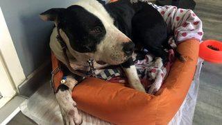 (özel) Kendi Köpeğini Kurtarmak Adına Pitbull Cinsi Köpeği Bıçakladı