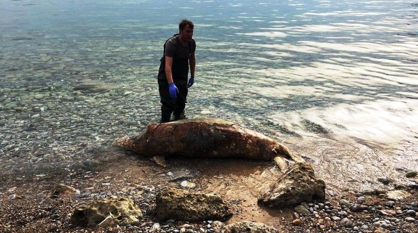 &Ouml;l&uuml; Akdeniz Foku Kıyıya Vurdu