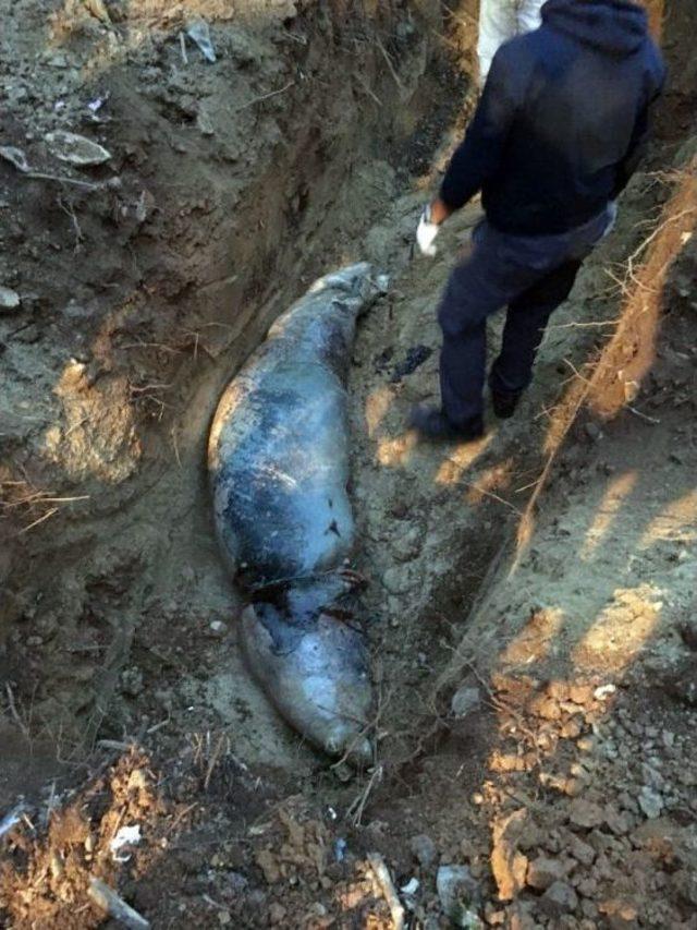 Ölü Akdeniz Foku Kıyıya Vurdu