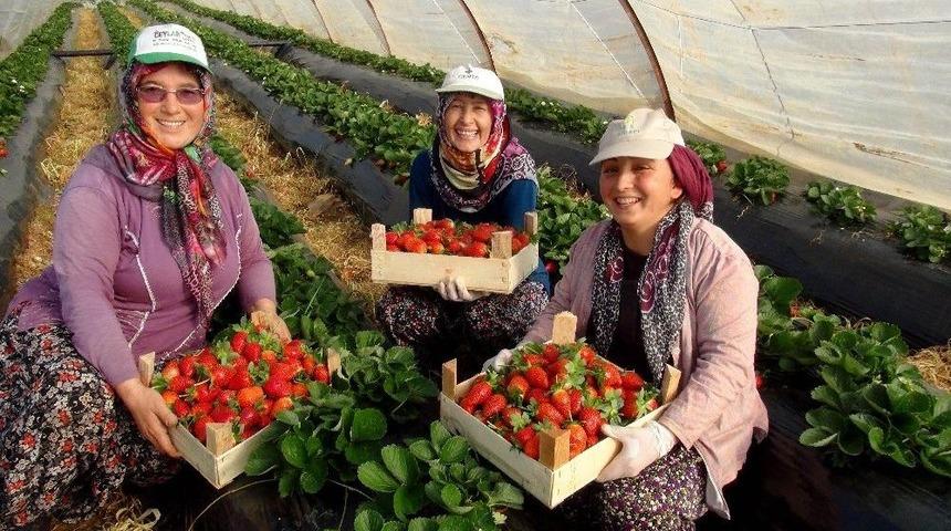 Antalya&rsquo;da Kış D&ouml;nemi &Ccedil;ilek Hasladı Başladı