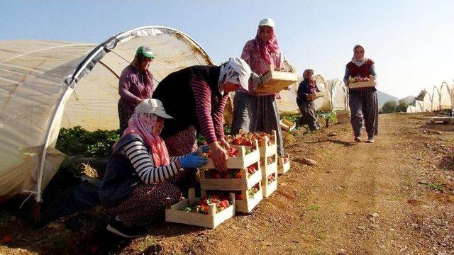 Antalya’da Kış Dönemi Çilek Hasladı Başladı