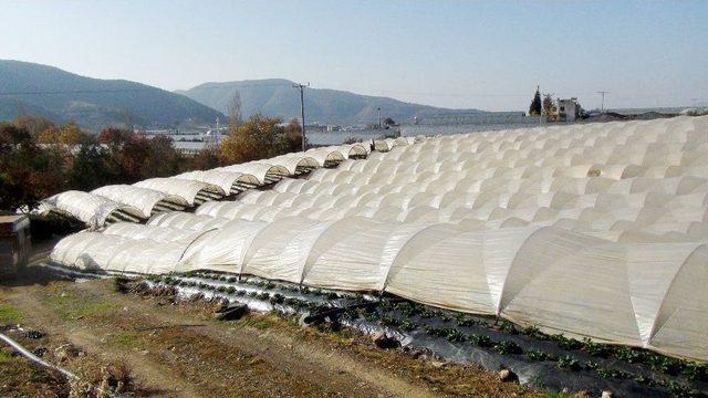 Antalya’da Kış Dönemi Çilek Hasladı Başladı