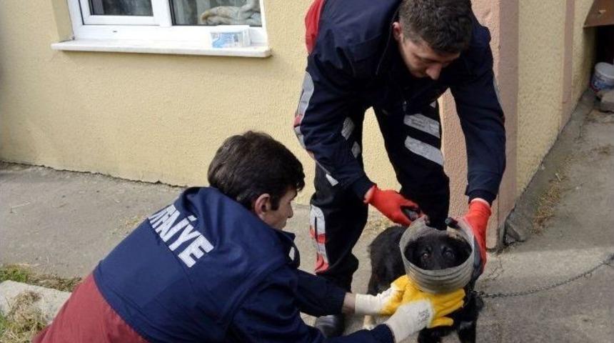 Başı Bidona Sıkışan Yavru K&ouml;peğin Yardımına İtfaiye Yetişti