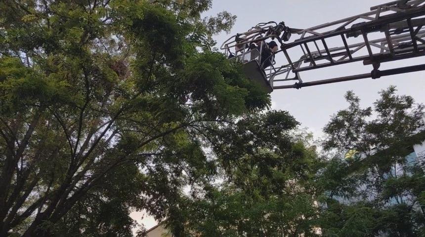 Ağa&ccedil;tan D&uuml;şen Karga Yavrusu İ&ccedil;in Seferber Oldular