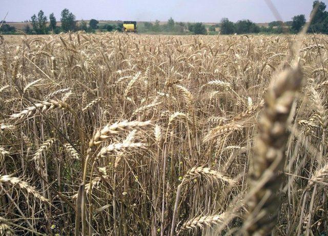 Edirne’de Buğday Veriminde Geçen Yıla Göre Ciddi Düşüş Yaşanıyor